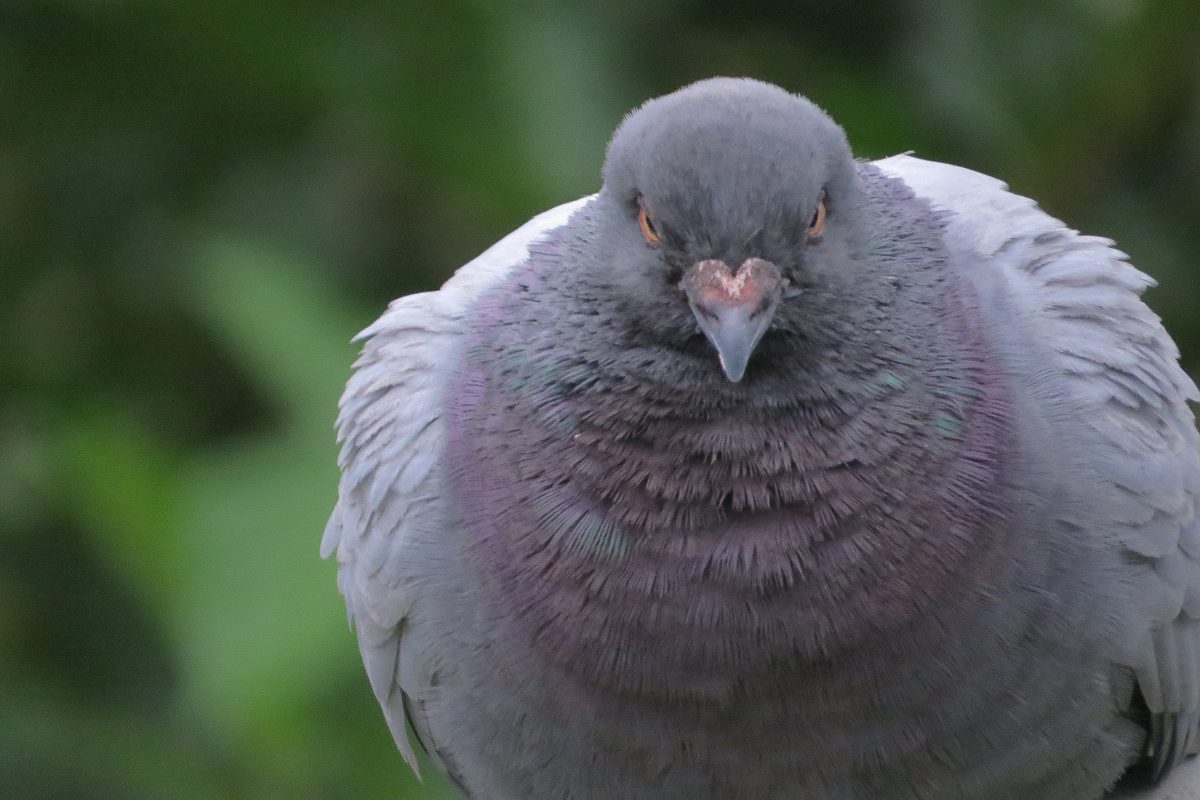 ドバト（カワラバト）正面