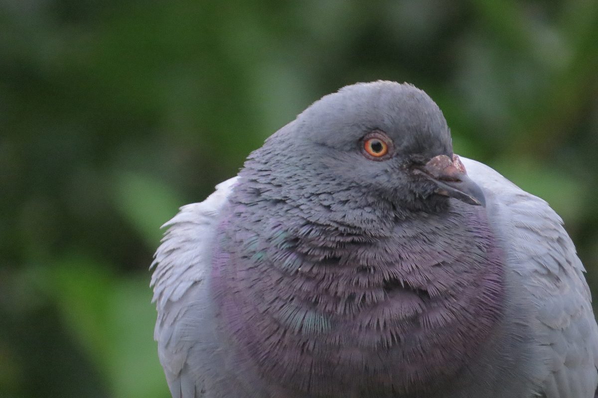 ドバト（カワラバト）