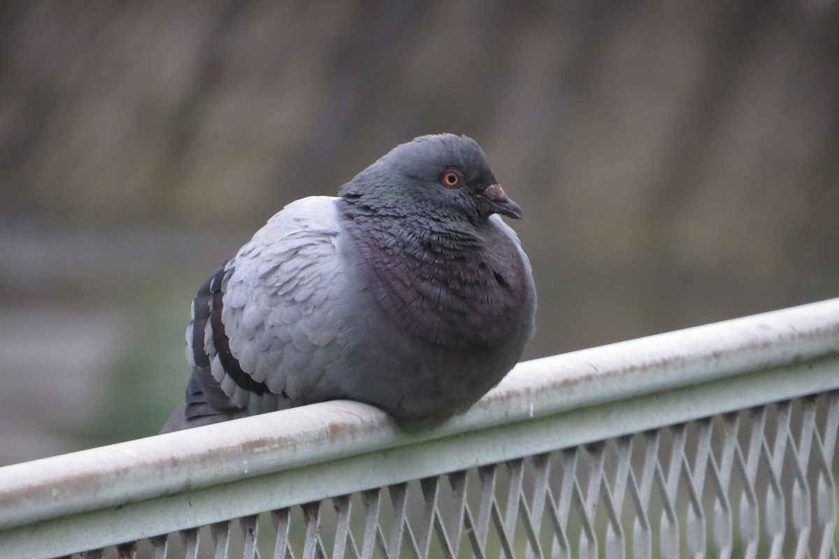 ドバト（カワラバト）柵の上