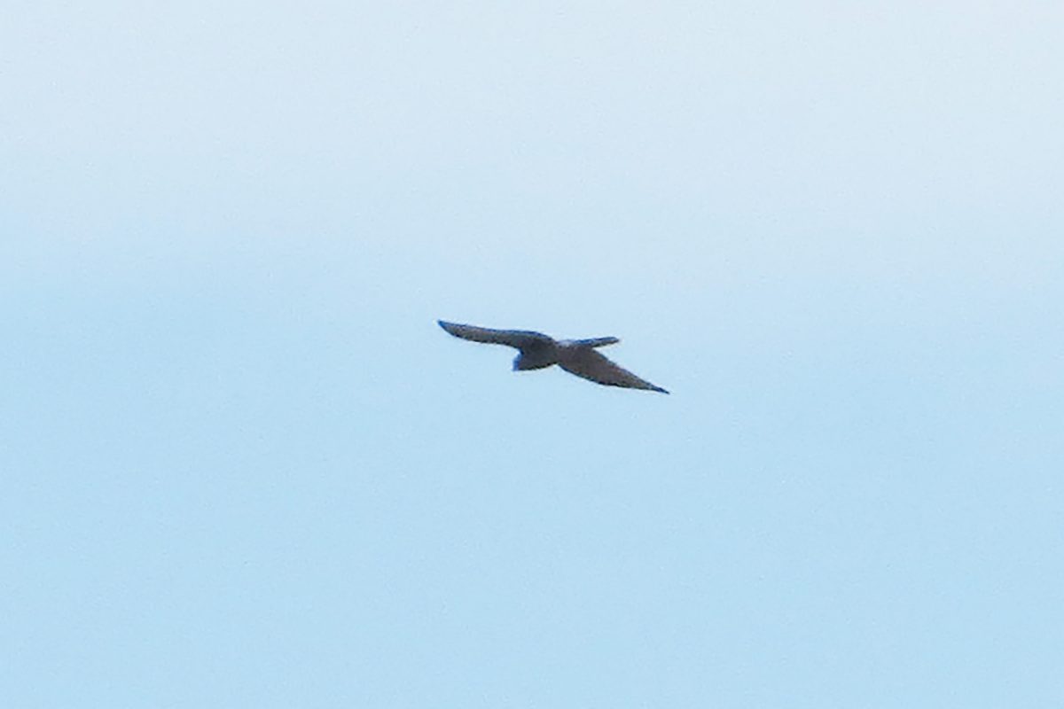 サシバ？判定用加工画像