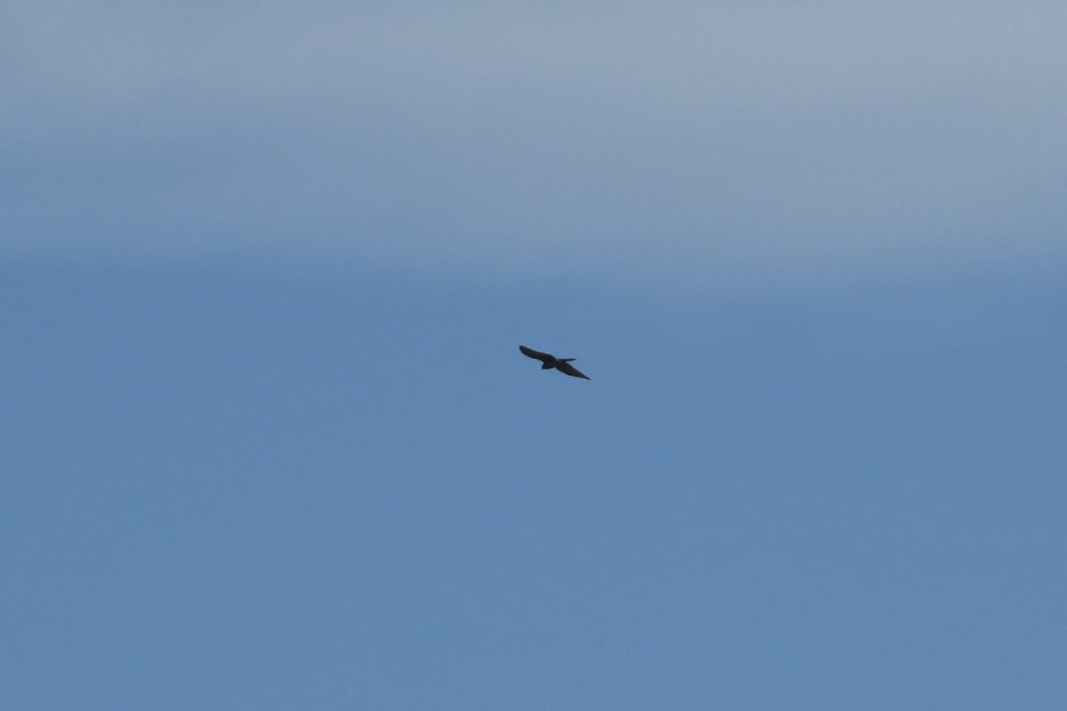 サシバ？判定不能