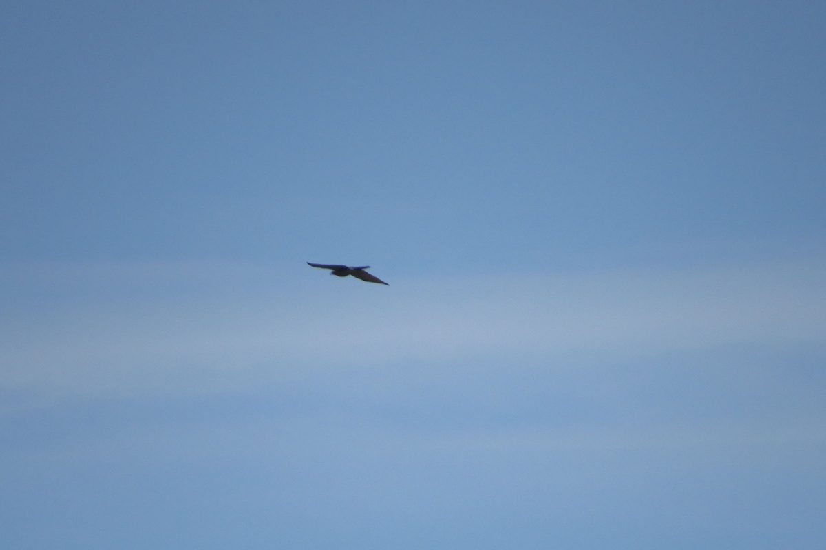 サシバ？判定不能