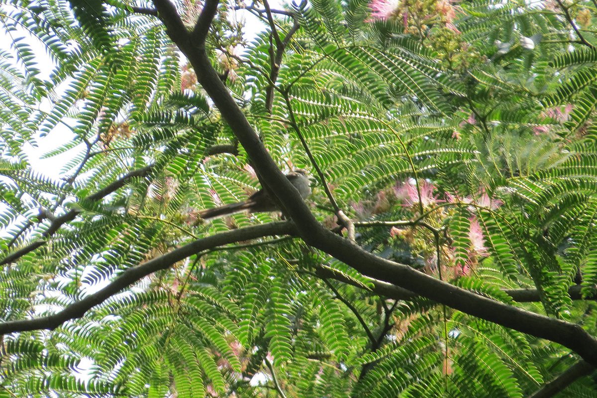 エナガネムノキ