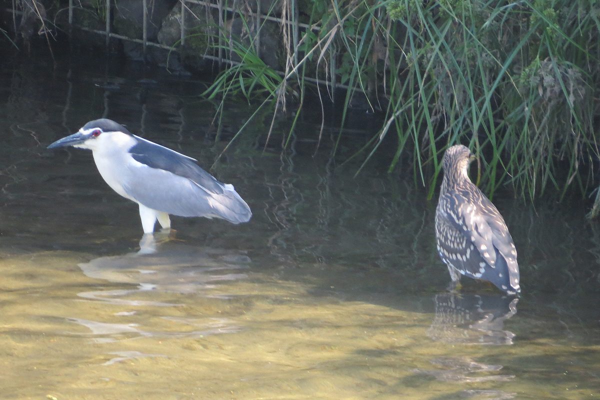 ホシゴイとゴイサギ