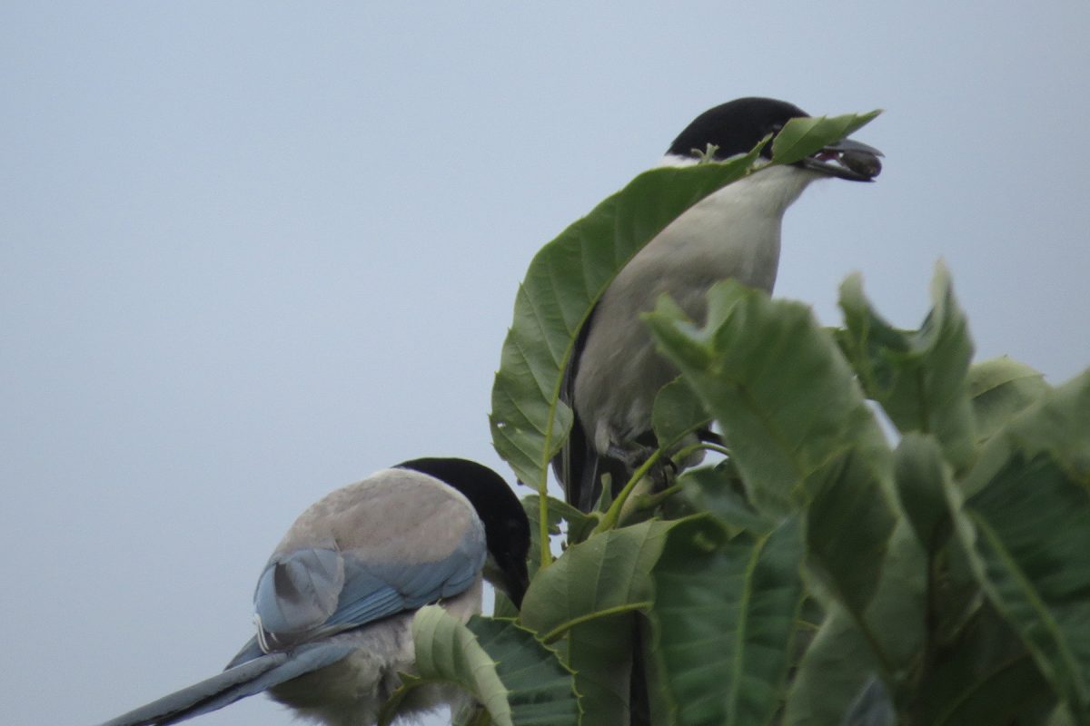 オナガ実を咥える