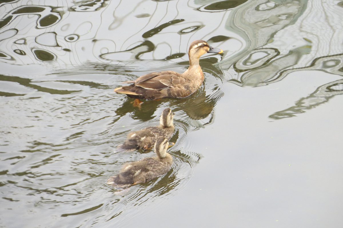 カルガモと雛2羽