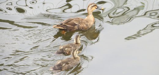 カルガモと幼鳥2羽