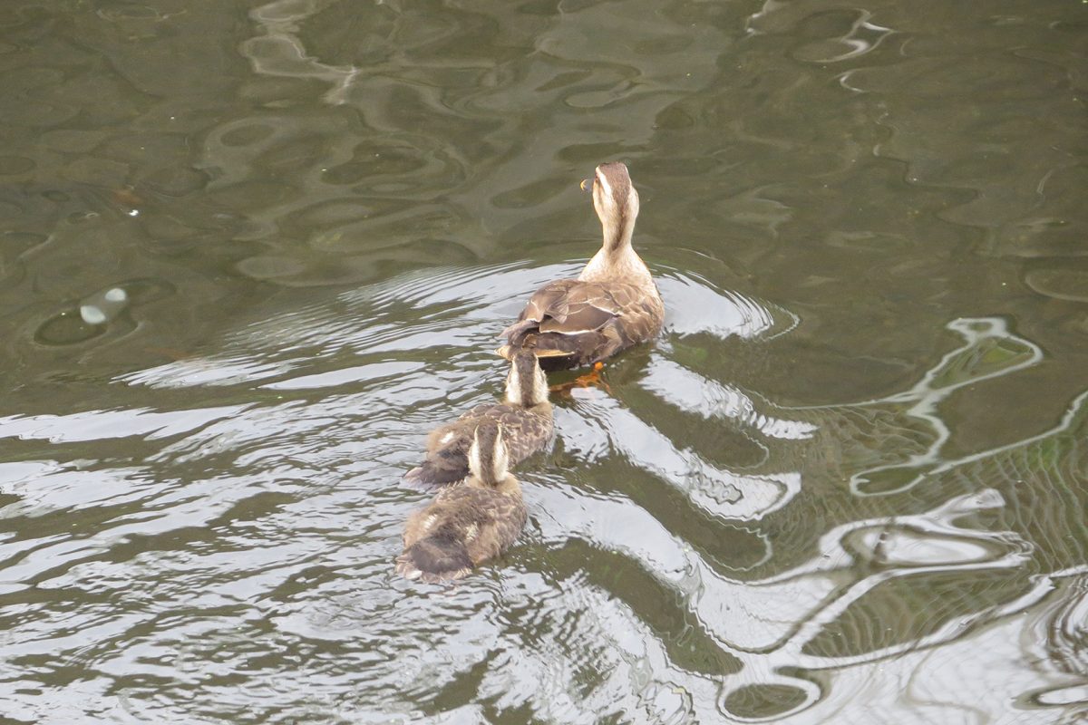カルガモと雛2羽