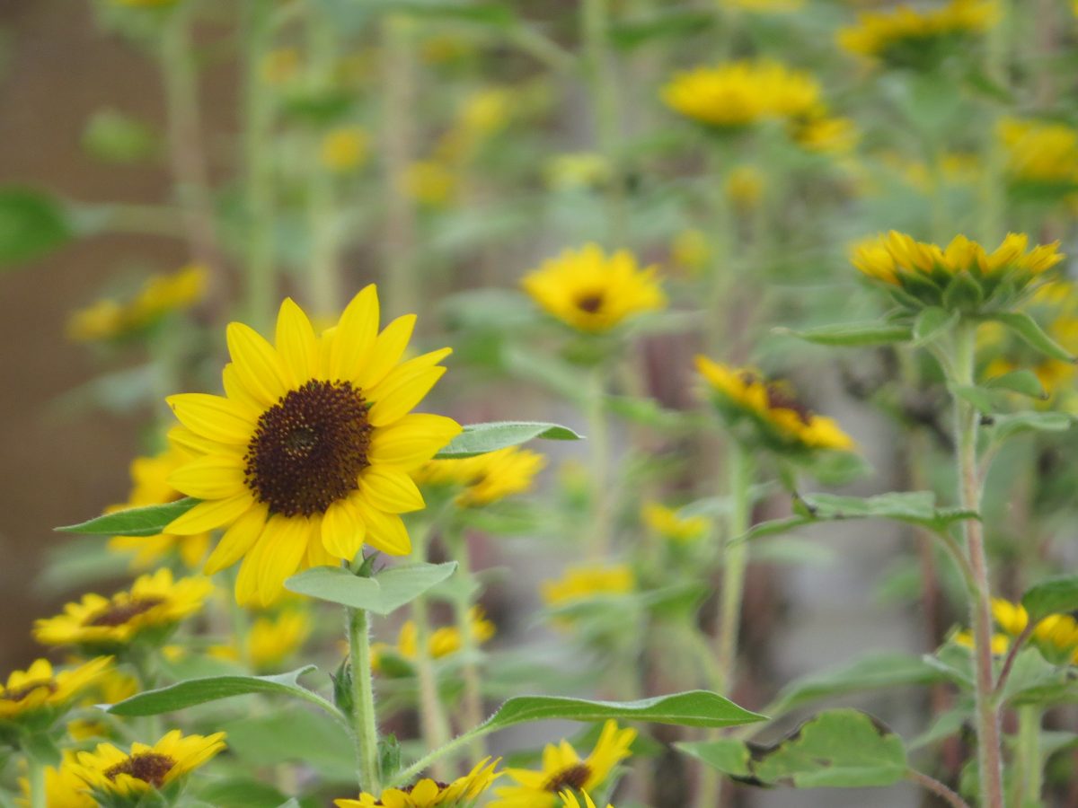 小ぶりなひまわり