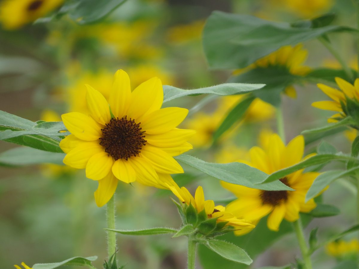 小ぶりなひまわり