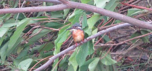 カワセミボサボサ