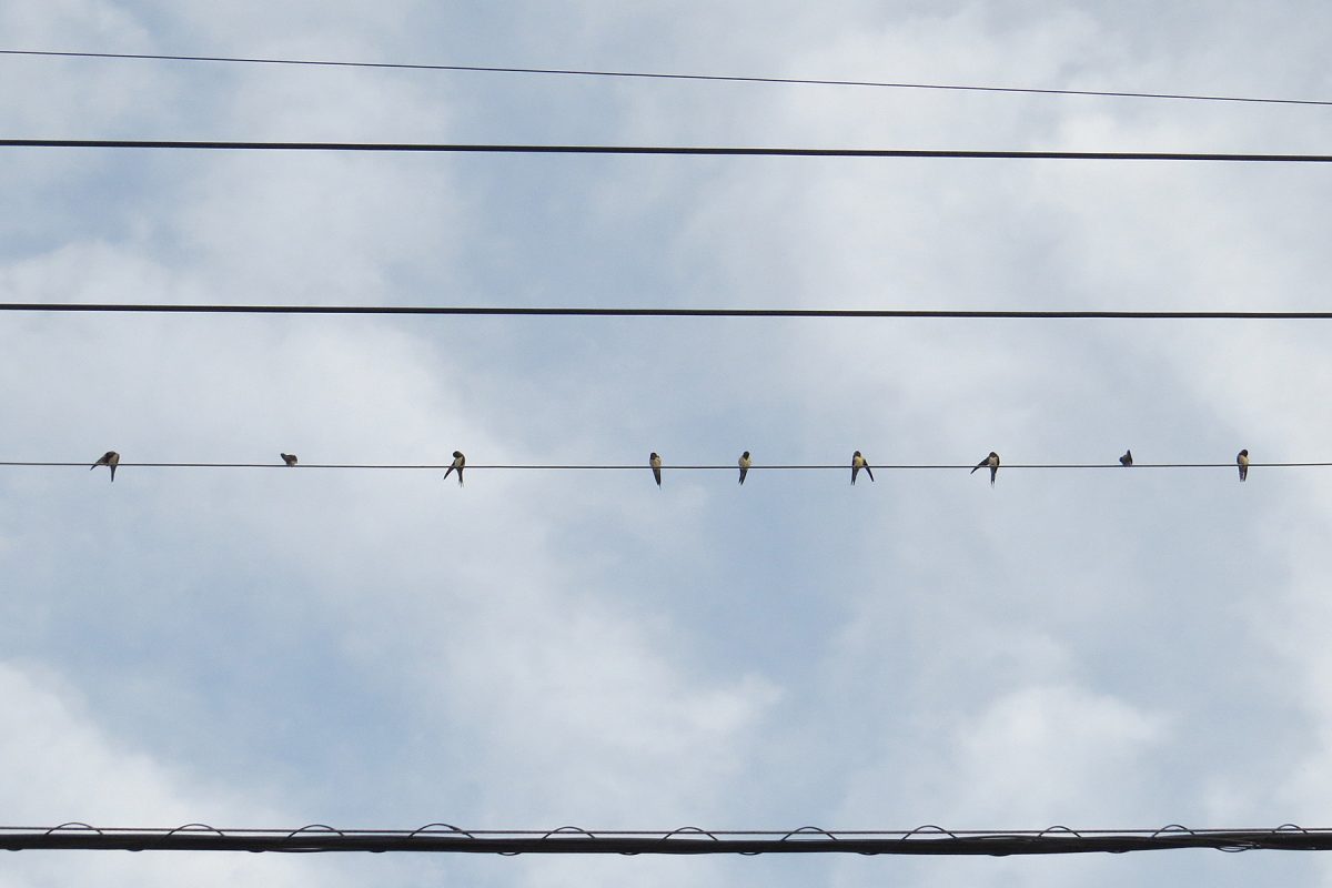 ツバメ勢揃い