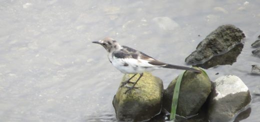 ハクセキレイ模様が変