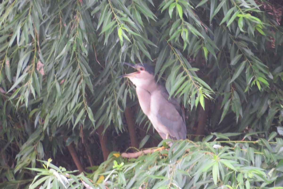 ゴイサギあくび