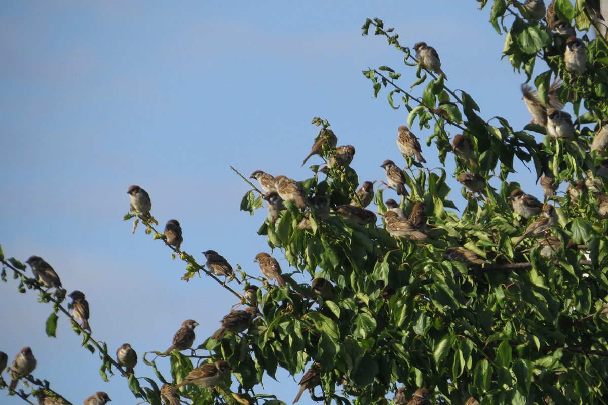 スズメたち木の上