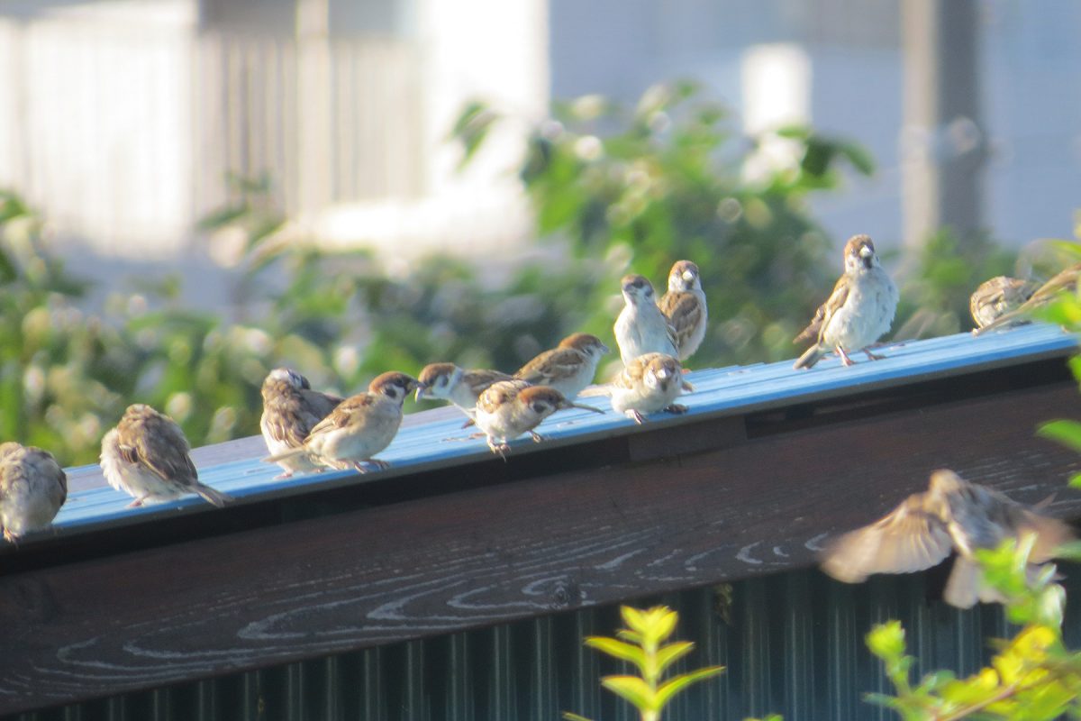 スズメ屋根の上