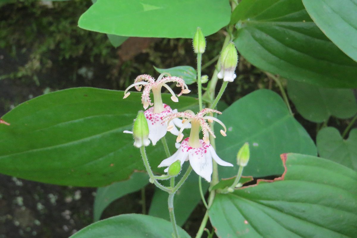 ヤマホトトギス