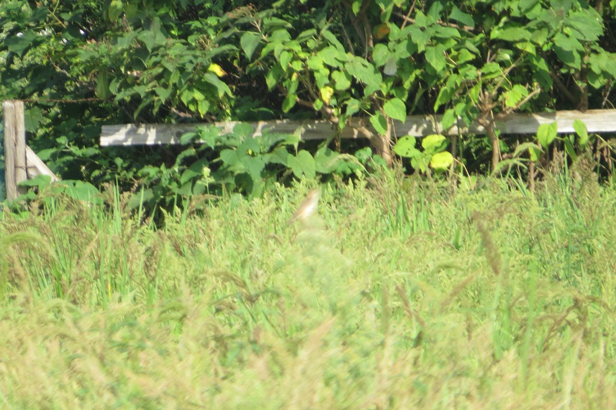 セッカピンボケ