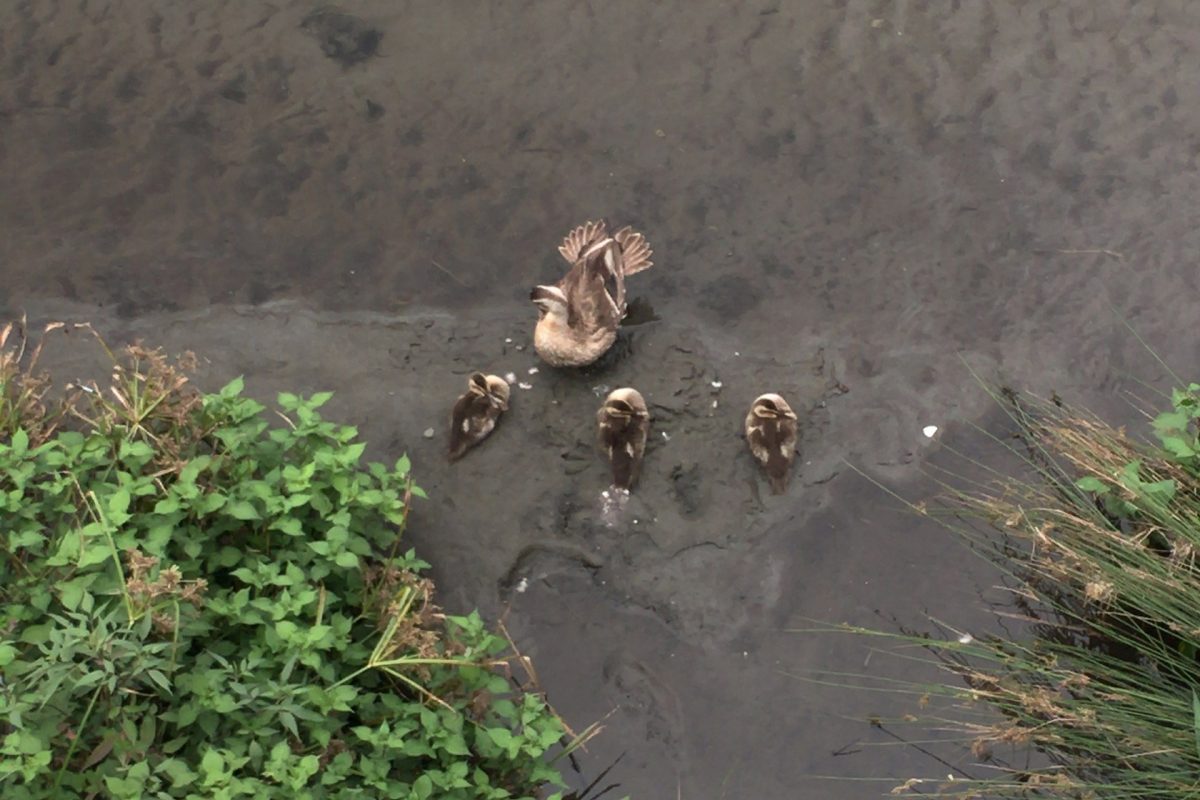カルガモと幼鳥3羽