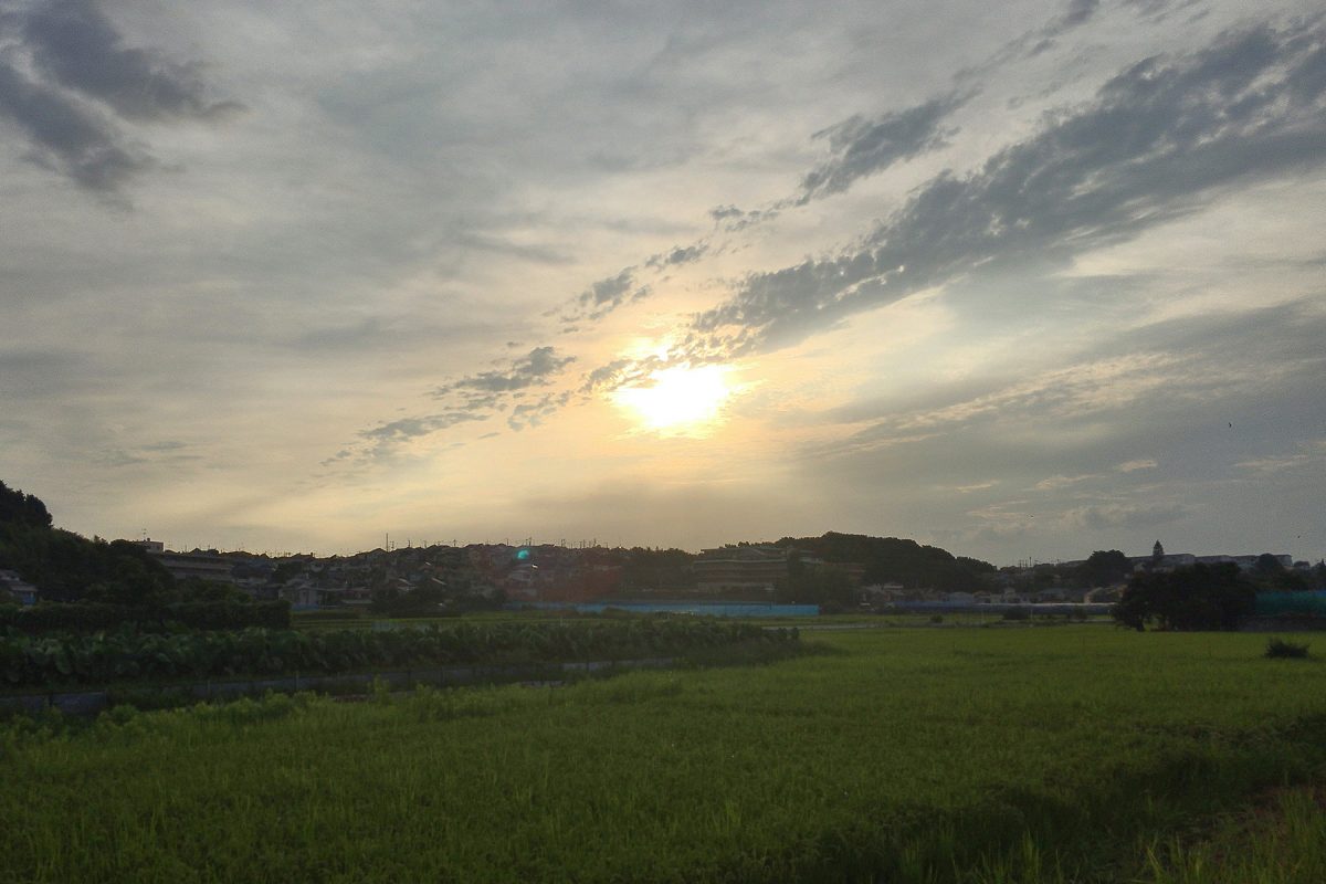 小山町の田んぼ