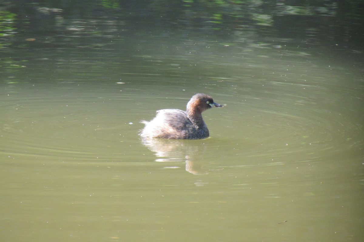 カイツブリ大池