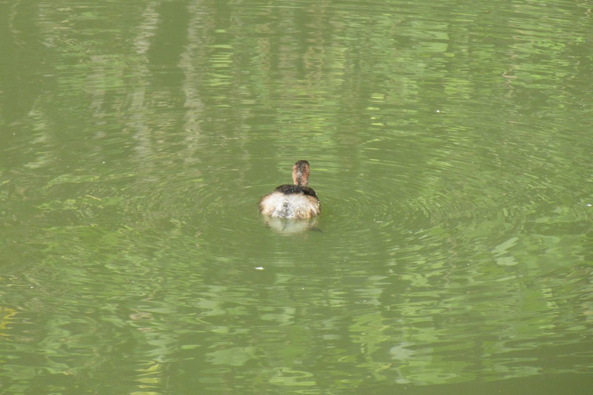カイツブリ幼鳥