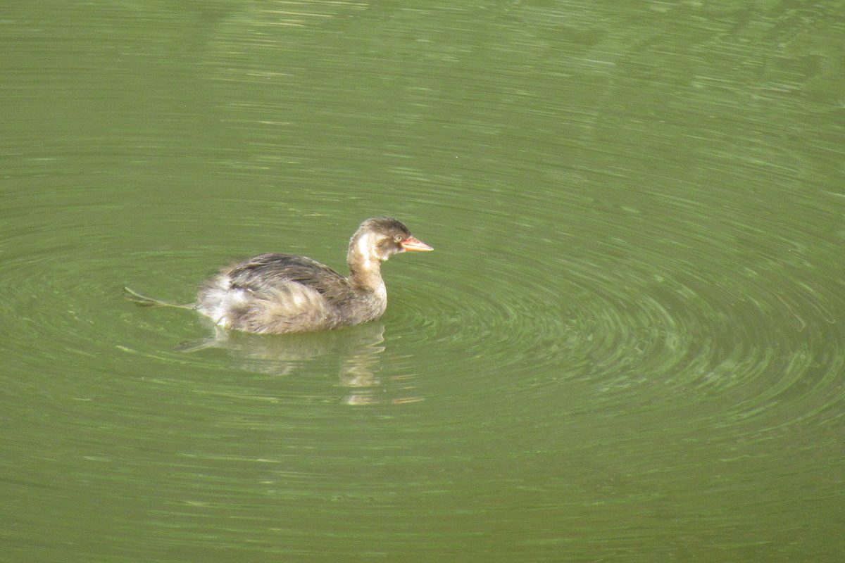カイツブリ幼鳥