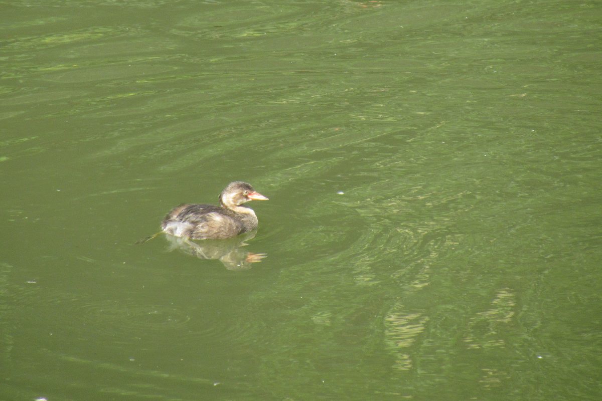 カイツブリ幼鳥