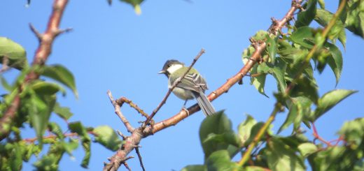 シジュウカラメイン