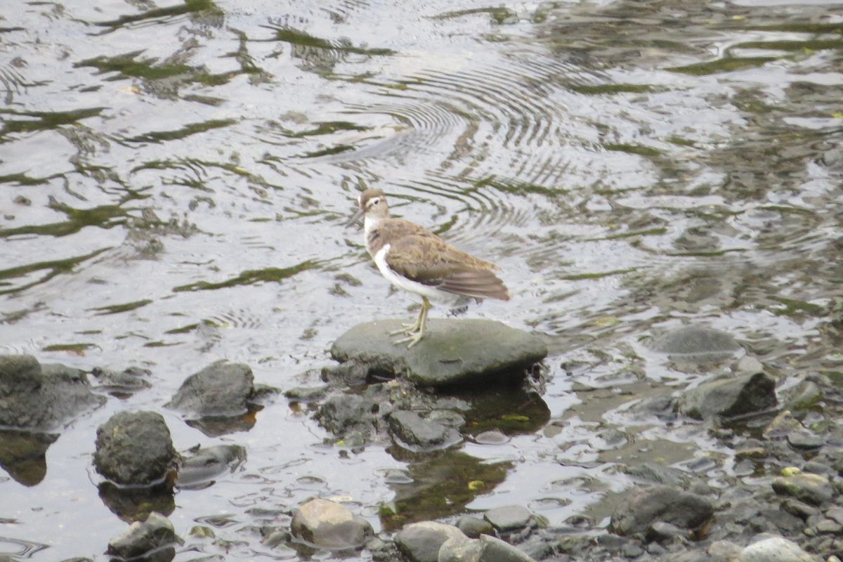 イソシギ羽繕い