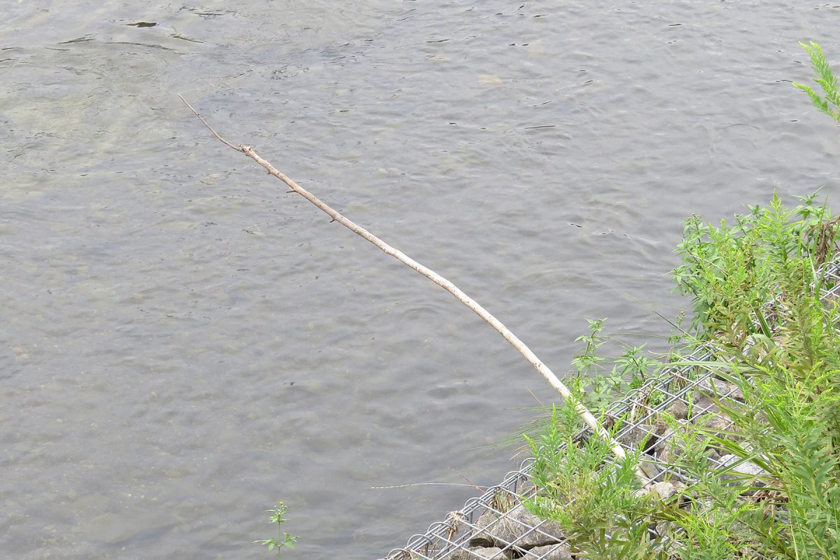 カワセミ用止まり木