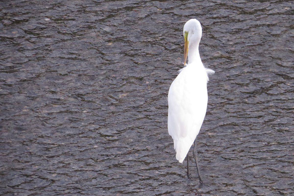 ダイサギ羽繕い