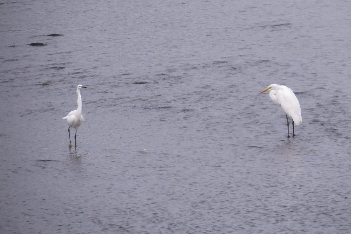 ダイサギコサギ