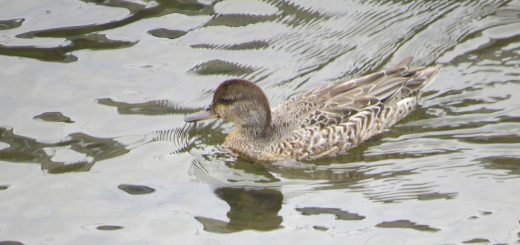 コガモ雌