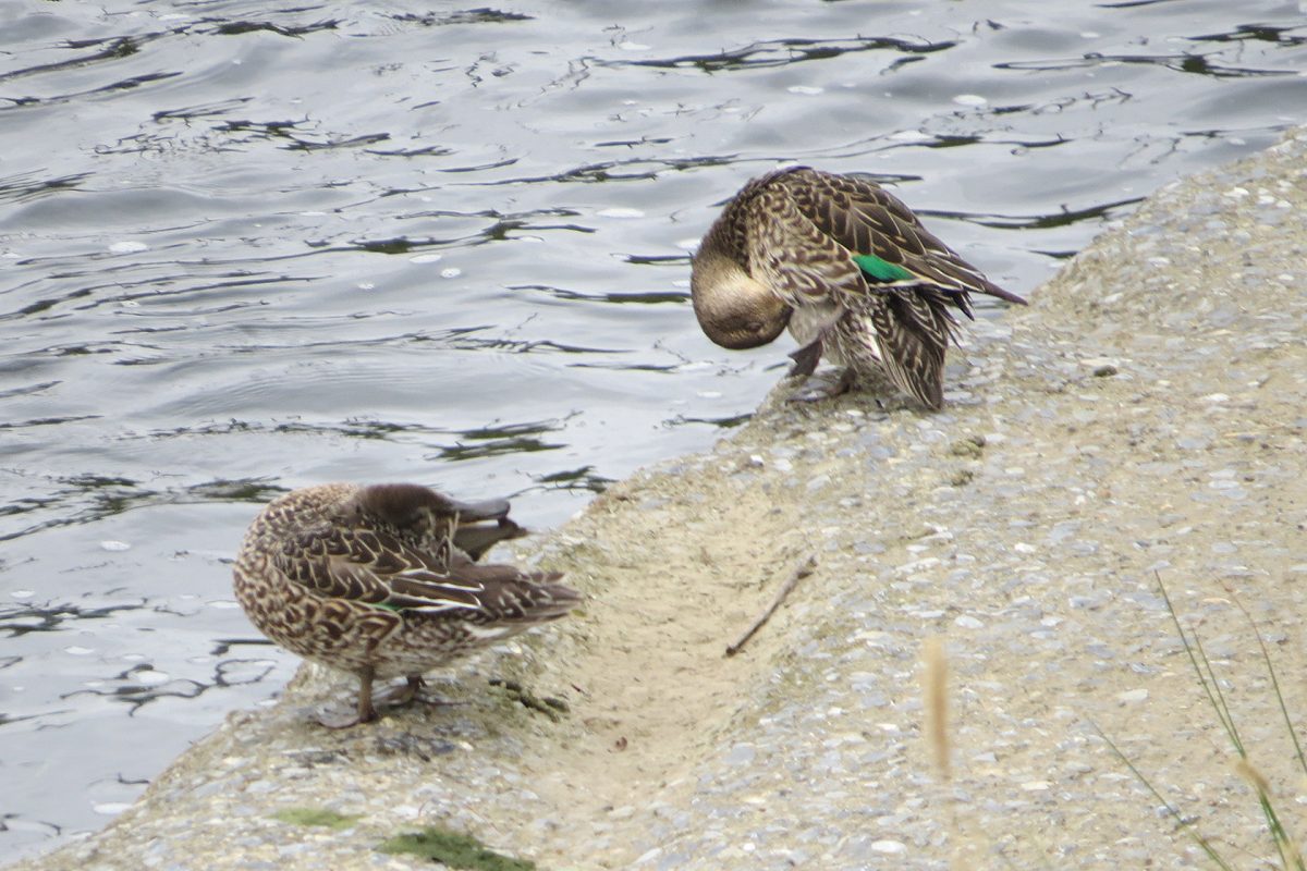 コガモ雌2羽