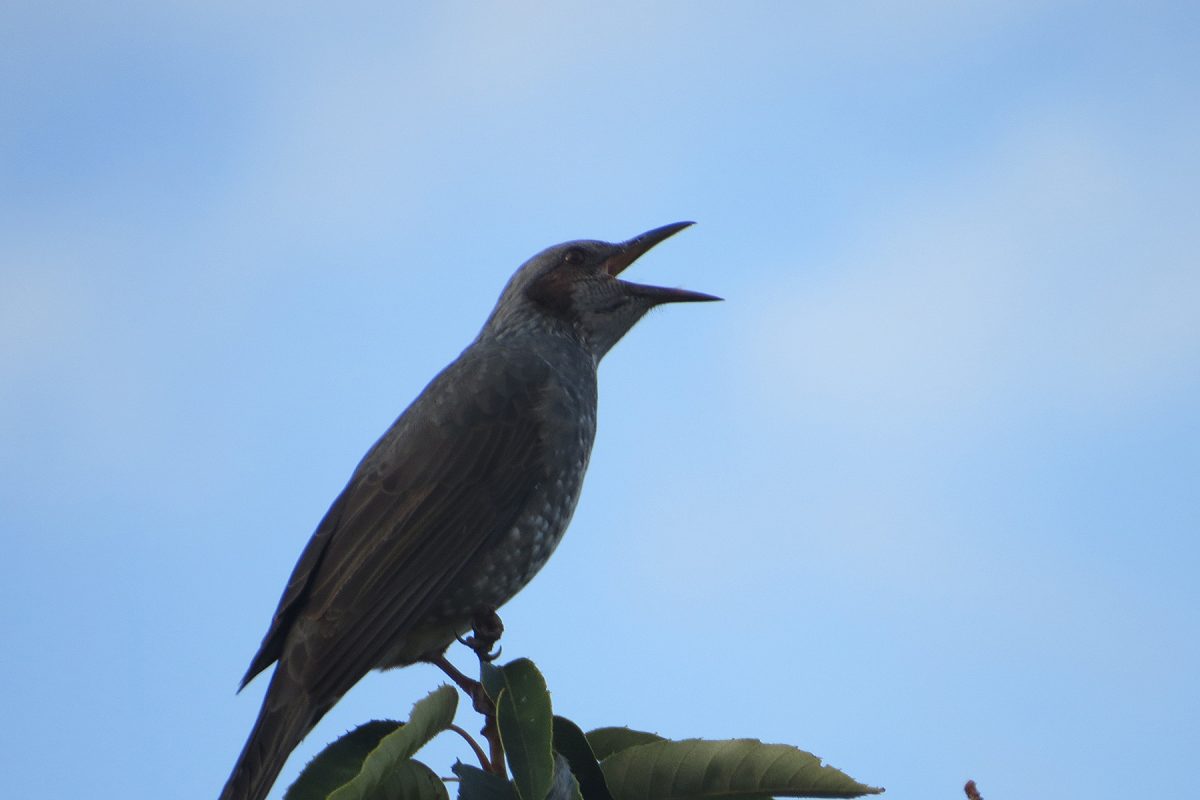 ヒヨドリ叫ぶ