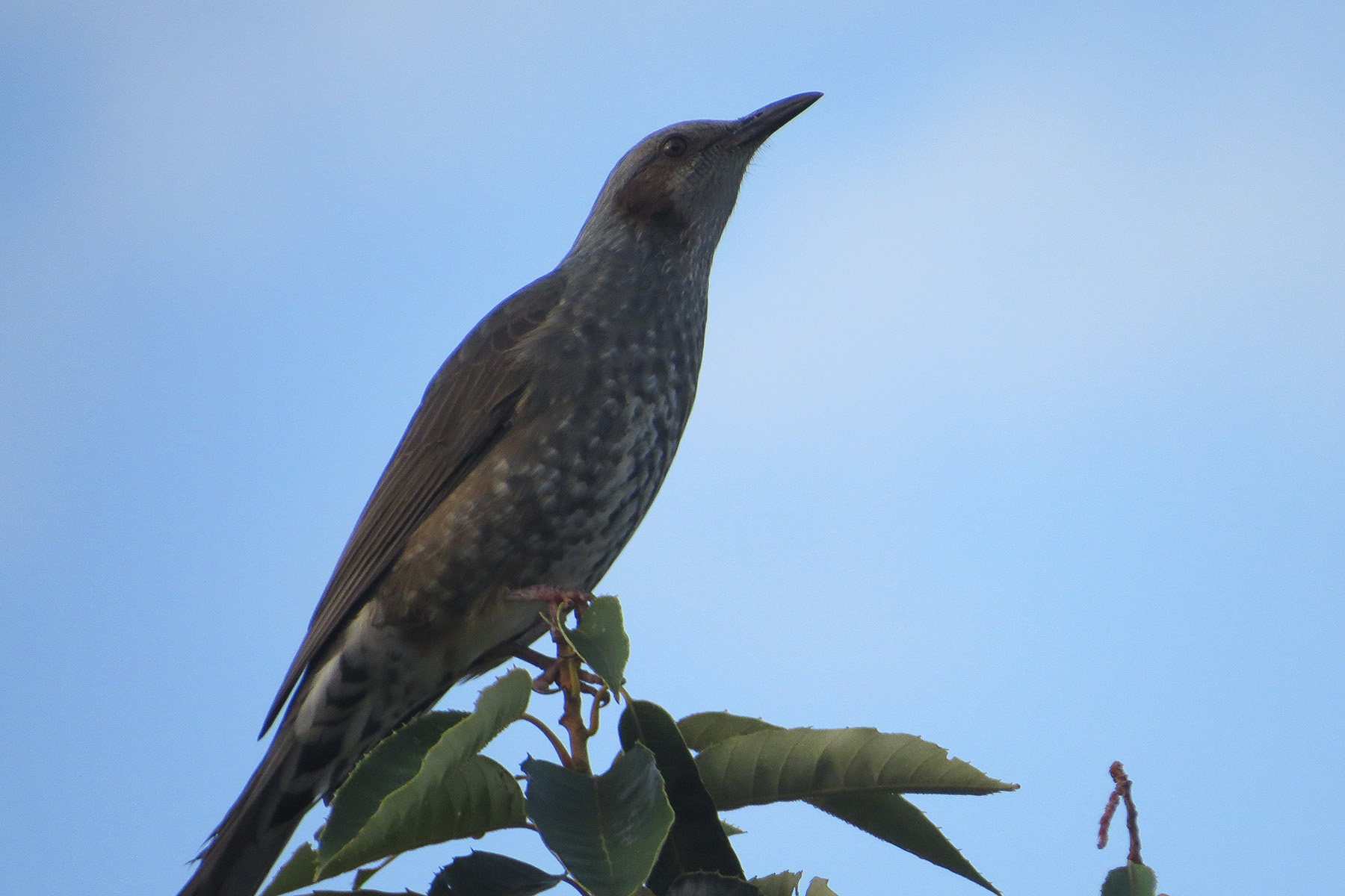ヒヨドリ 柿の木の上で鳴く みどりの鳥 横浜市北部 緑区周辺の野鳥紹介