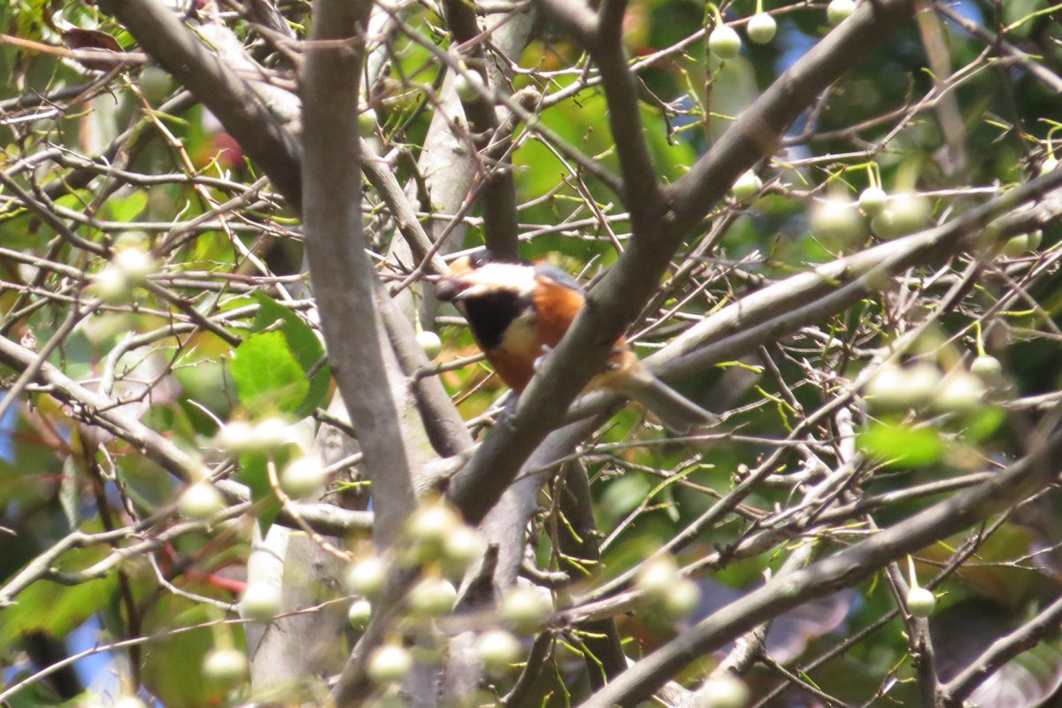 ヤマガラエゴノキ