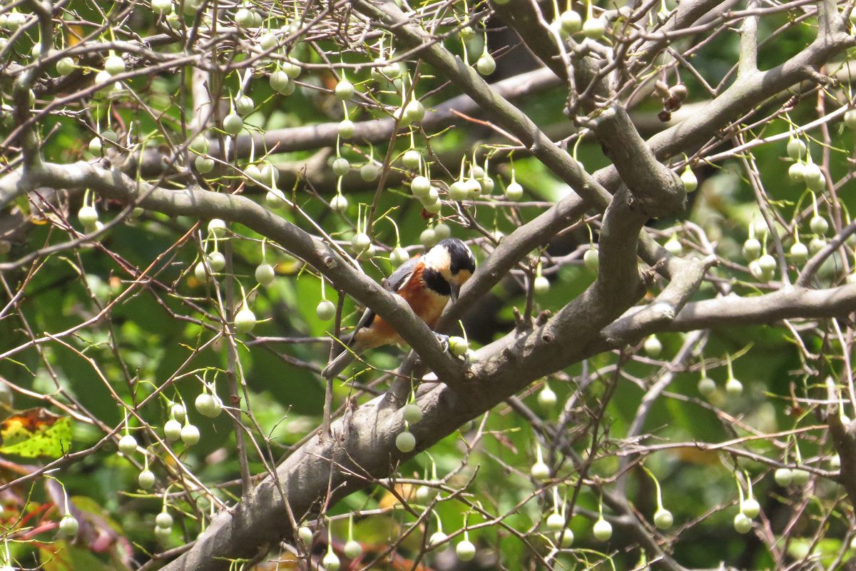 ヤマガラエゴノキ