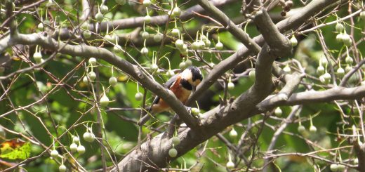 ヤマガラエゴノキ