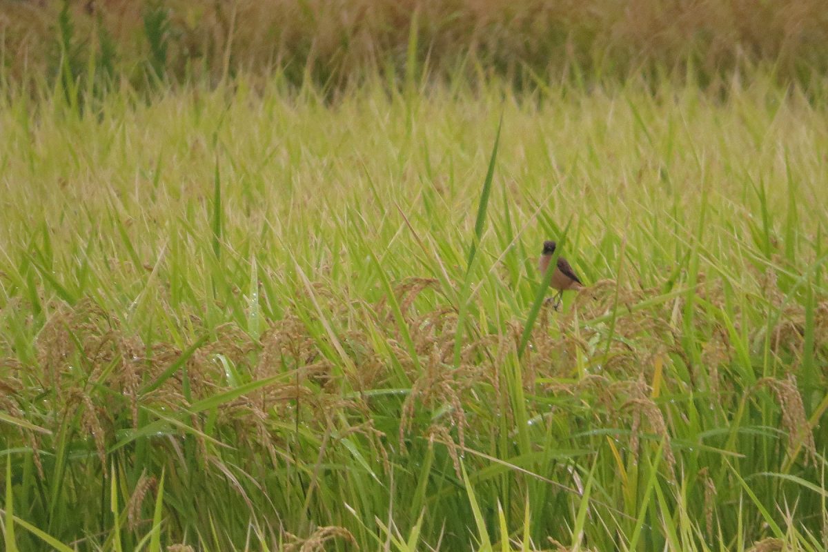 ノビタキデジタルズーム
