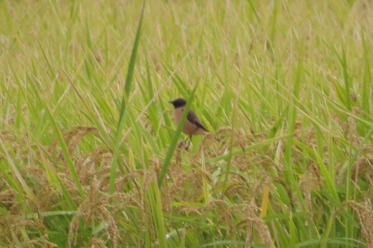ノビタキデジタルズーム