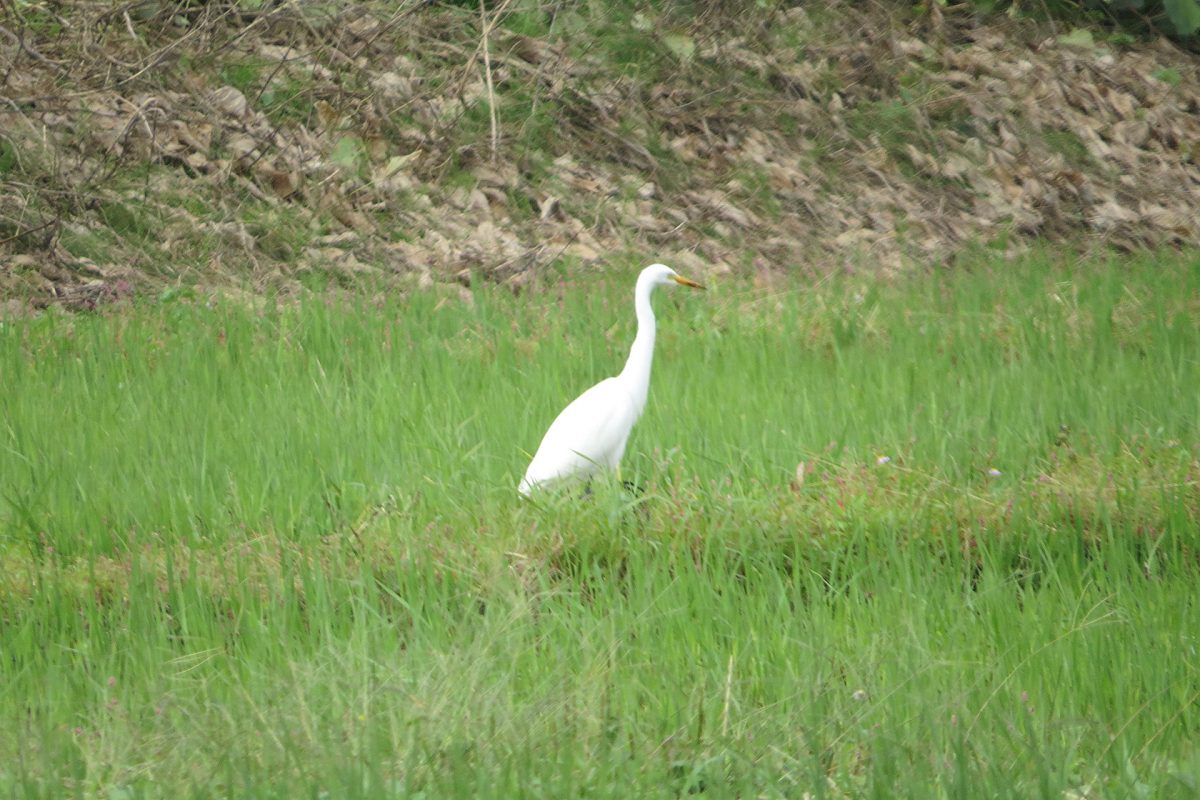 チュウサギ田んぼ