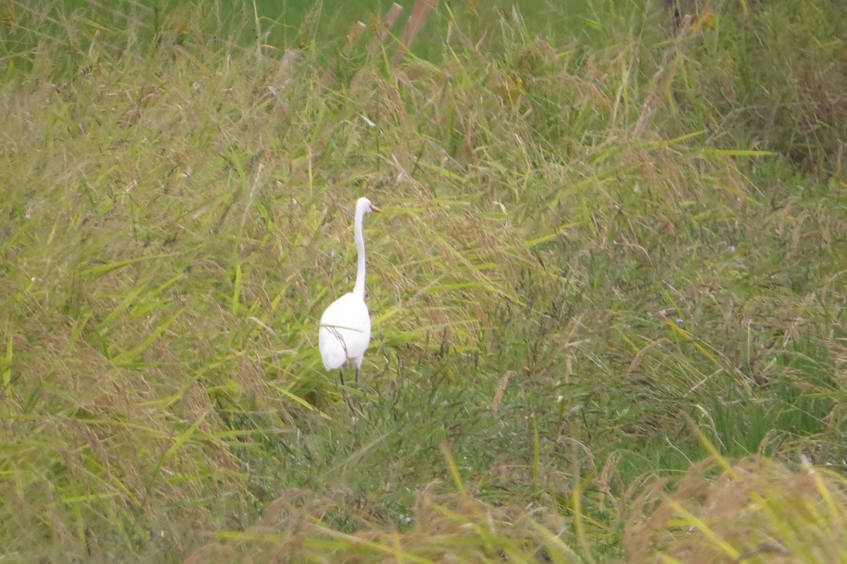 ダイサギ田んぼ