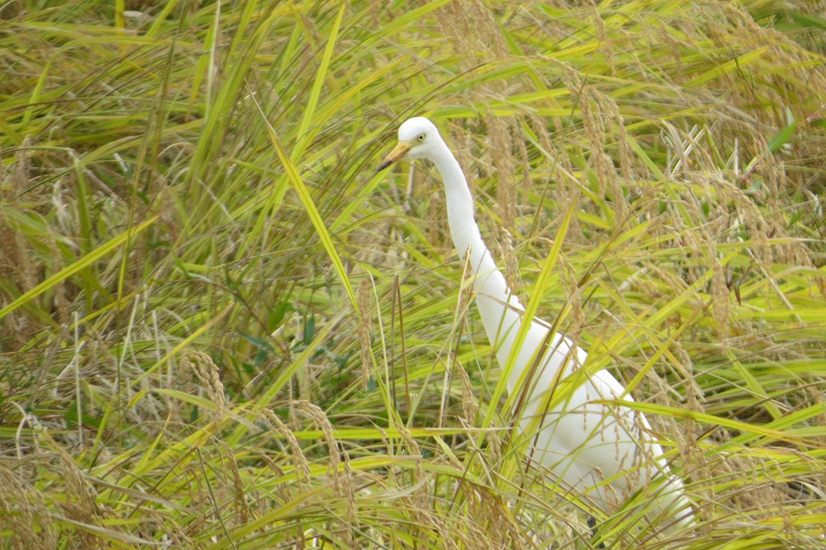 チュウサギメイン