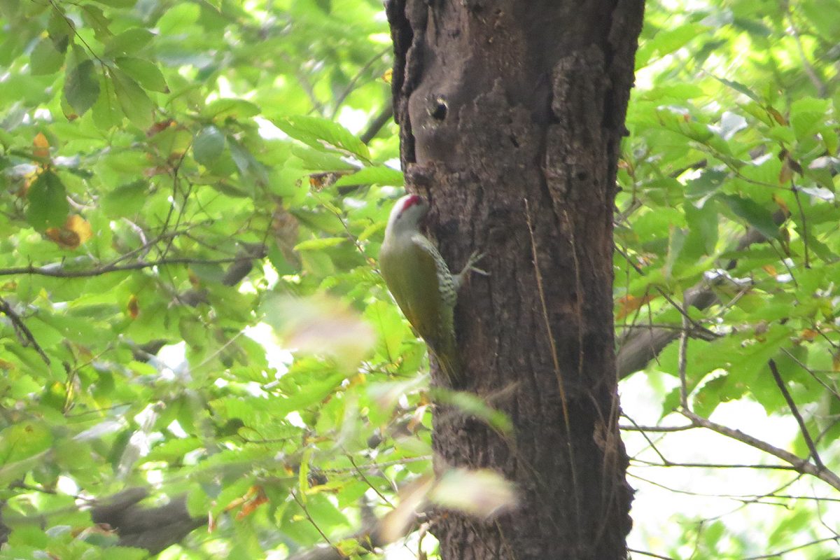 アオゲラ後頭部
