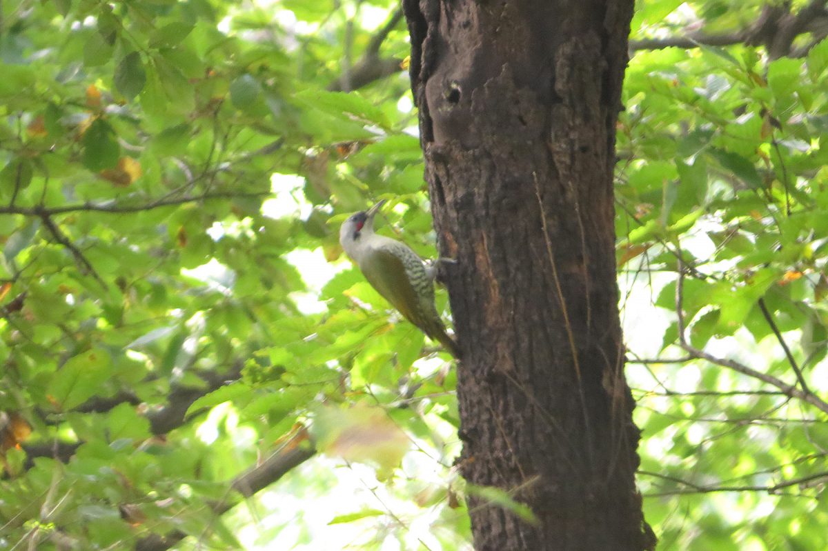 アオゲラ横向き