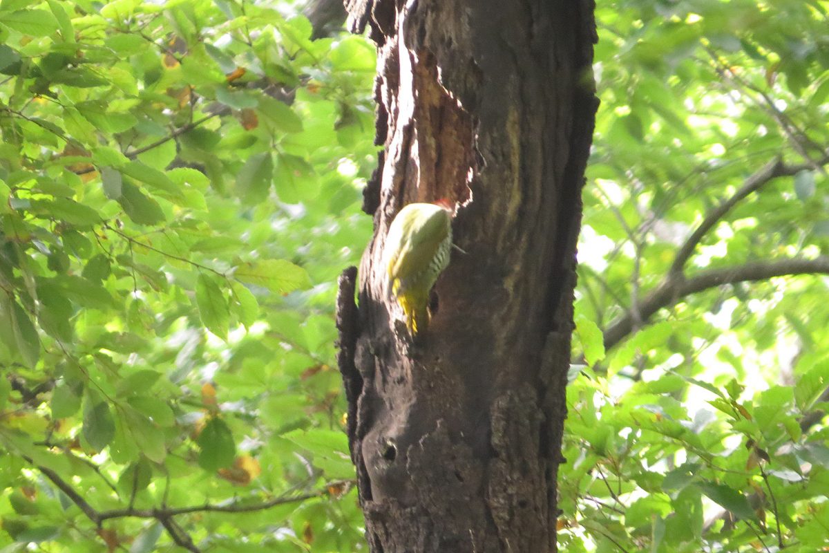 アオゲラ枯れ木