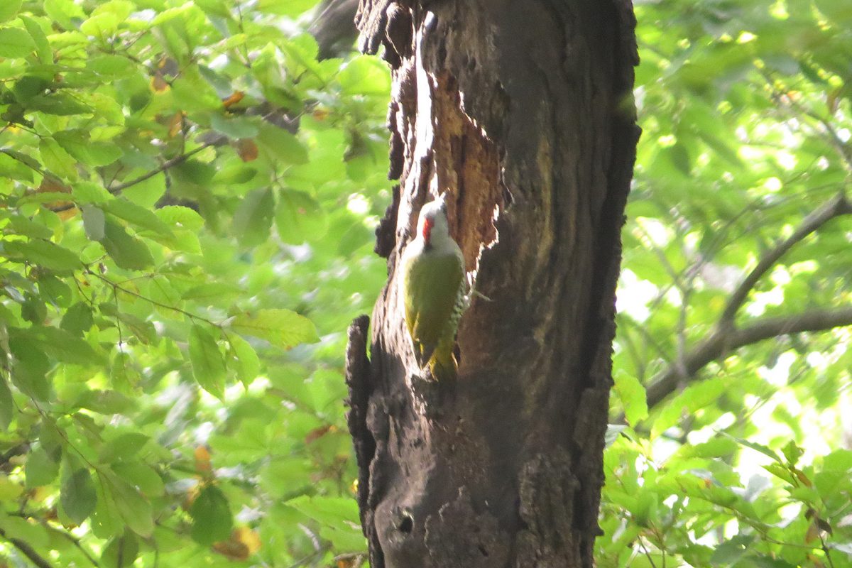 アオゲラ枯れ木