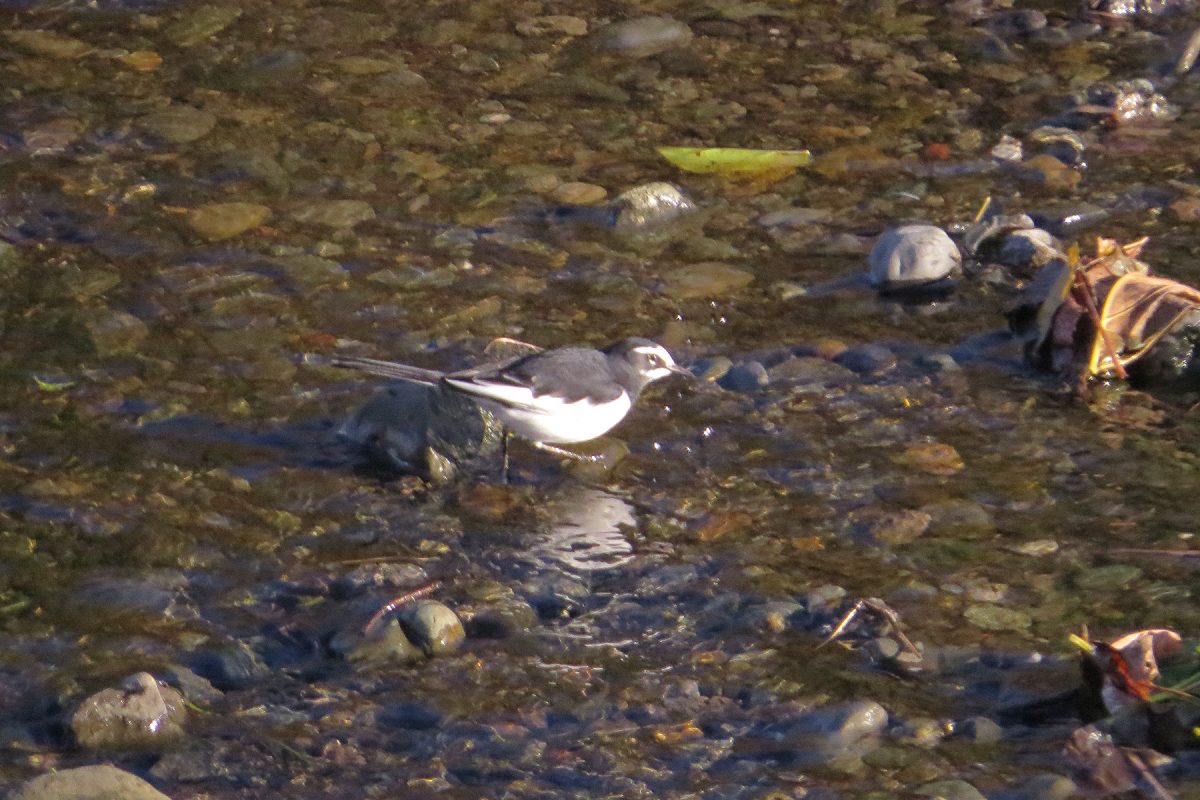 セグロセキレイ